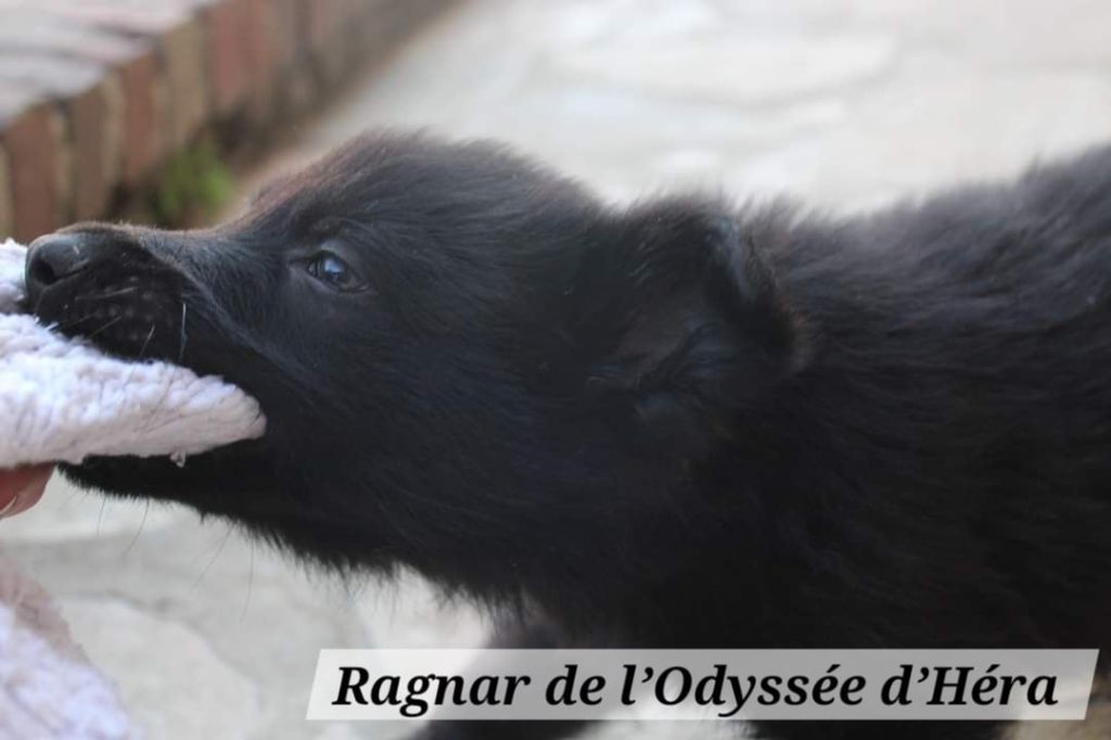 Ragnar De L'Odyssée D'Hèra