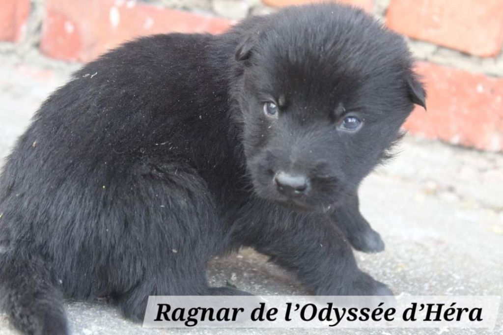 Ragnar De L'Odyssée D'Hèra