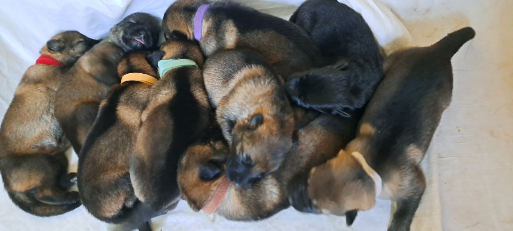 chiot Berger Allemand De La Nuit Enchantée