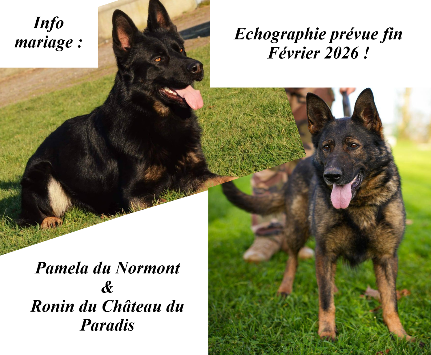 Mariage Pamela et Ronin, échographie prévue fin Février 2026 !