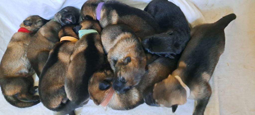 De La Nuit Enchantée - Annonce Chiots de France