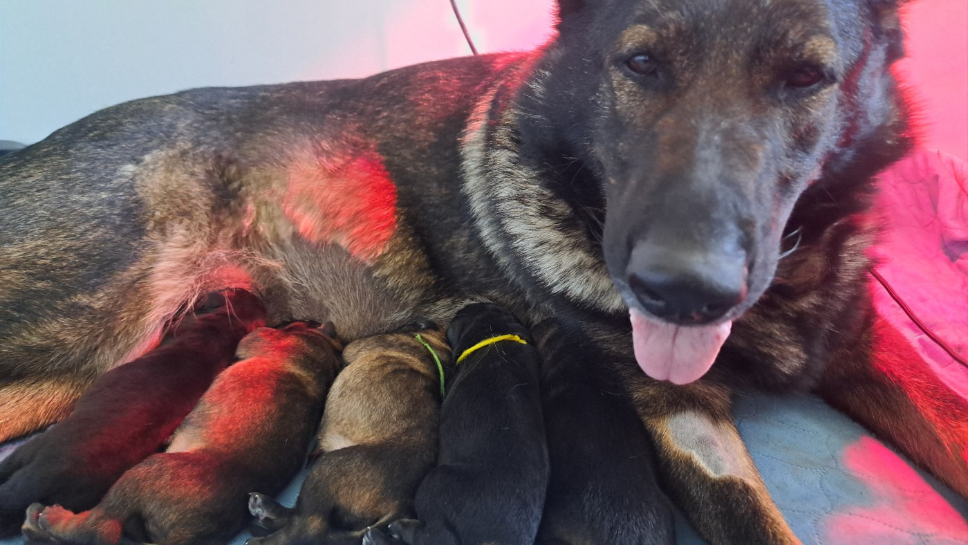 Chiot Berger Allemand De La Nuit Enchantée