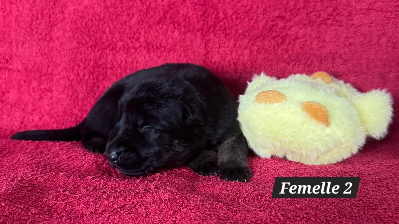 De La Nuit Enchantée - Chiots disponibles - Berger Allemand