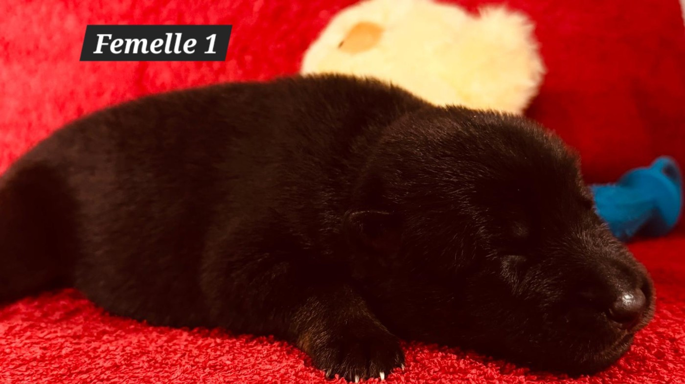 De La Nuit Enchantée - Chiots disponibles - Berger Allemand
