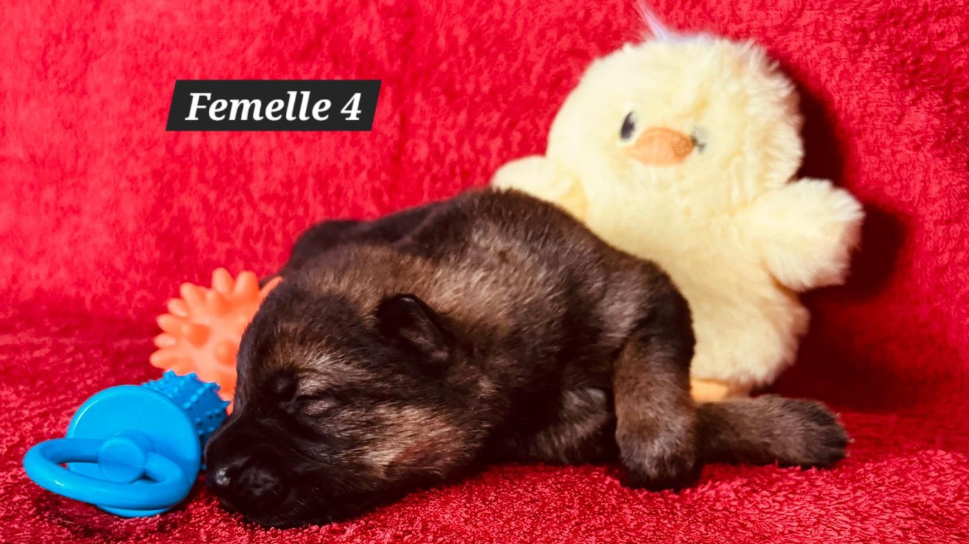 De La Nuit Enchantée - Chiots disponibles - Berger Allemand