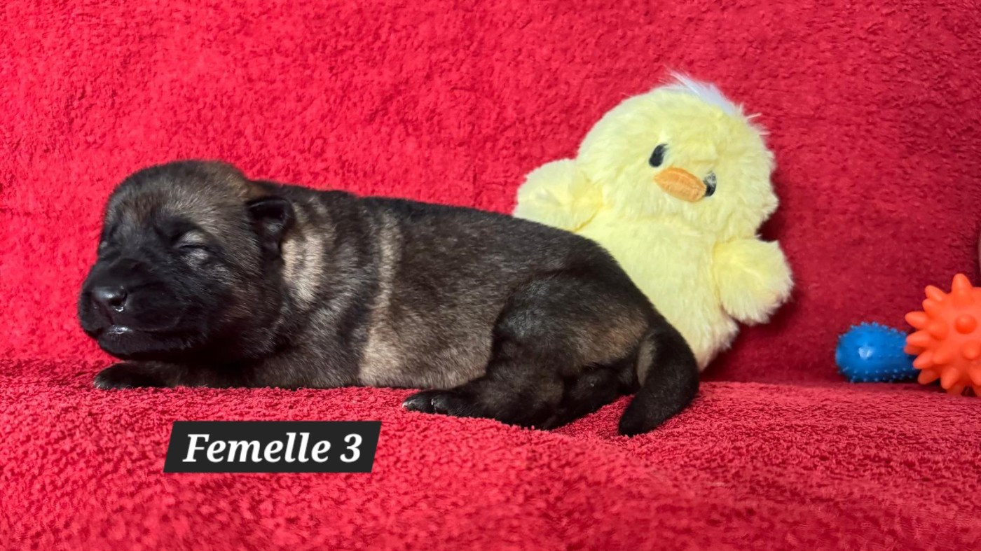 De La Nuit Enchantée - Chiots disponibles - Berger Allemand