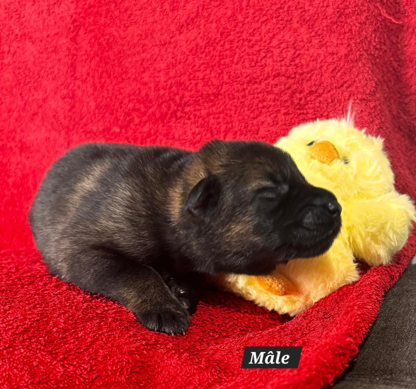 De La Nuit Enchantée - Chiots disponibles - Berger Allemand