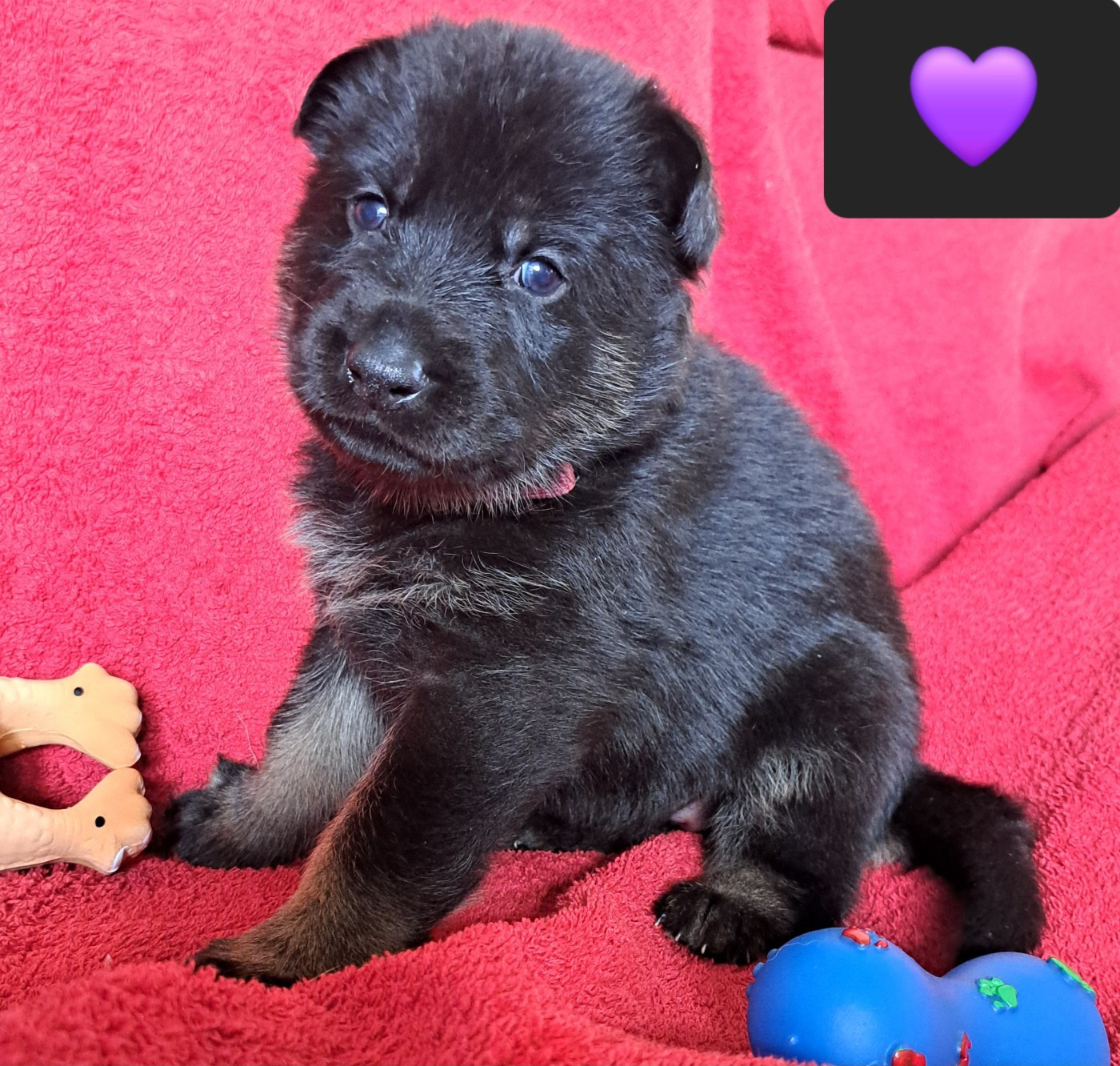 De La Nuit Enchantée - Chiots disponibles - Berger Allemand