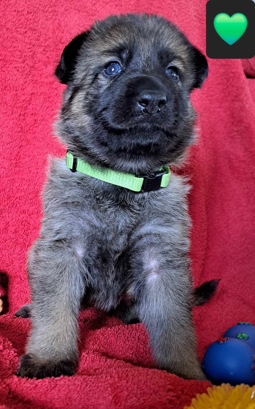 De La Nuit Enchantée - Chiots disponibles - Berger Allemand